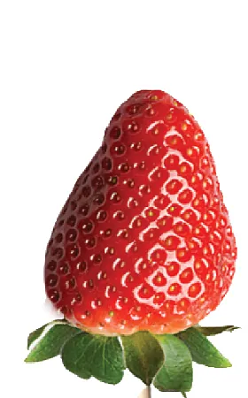 Extra Fresa fresca